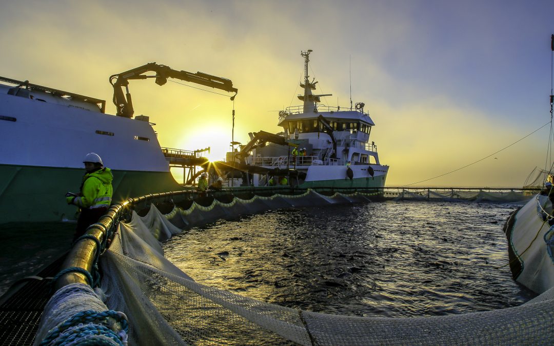 Levering-med-Shetlandsrist-BremnesSeashore3